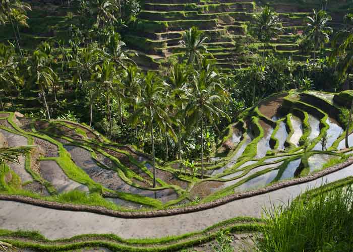 Rice Terrace At Tegalalang Village Beautiful Stunning Rice Terrace - Tours Package in Bali