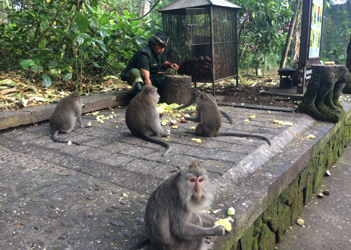 Feeding Monkeys - Tours Package in Bali