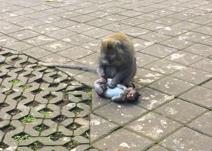 Monkey And Baby