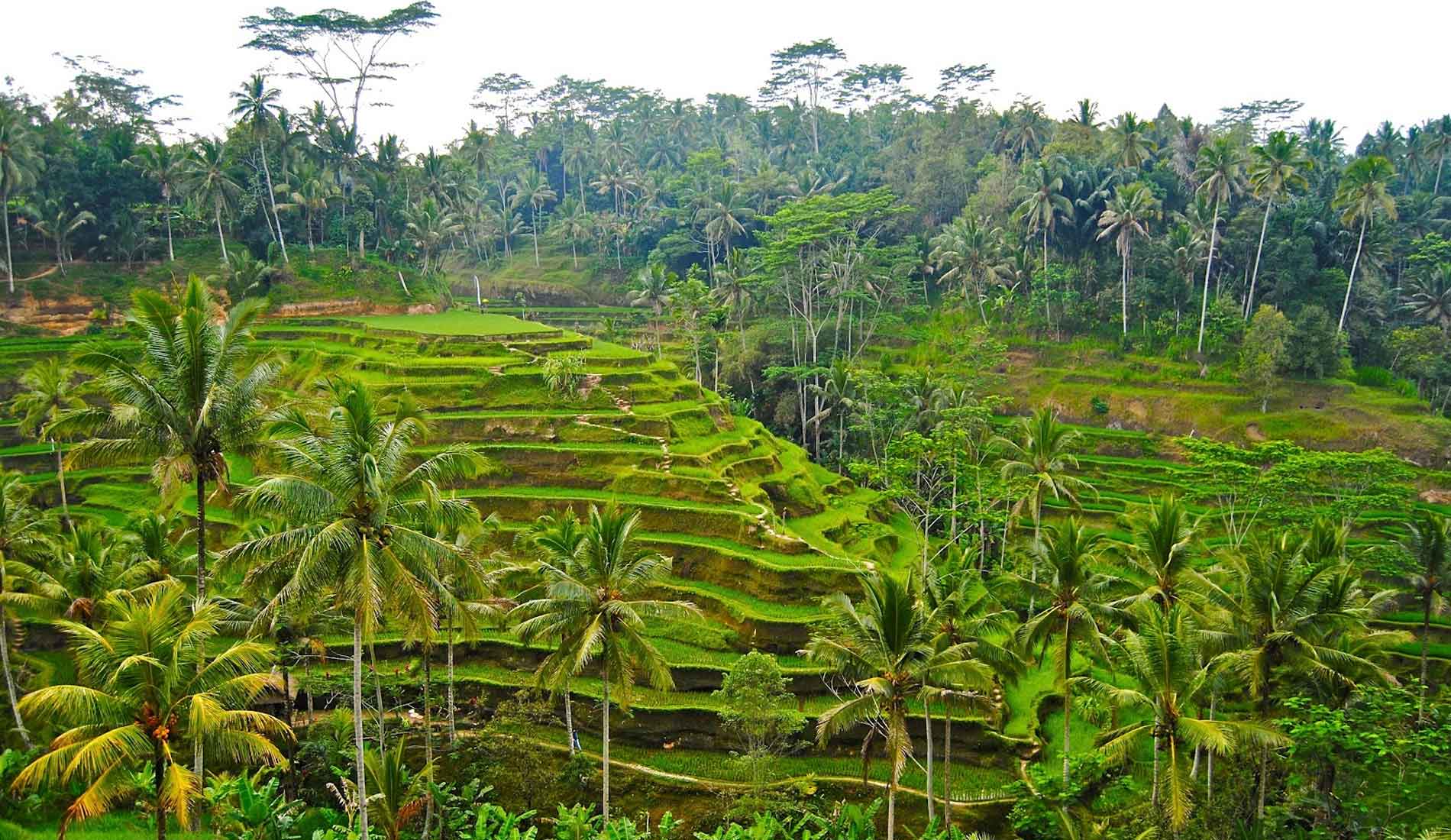 Rice Terrace Ubud Bali - Bali Private Transport and Tour in Bali