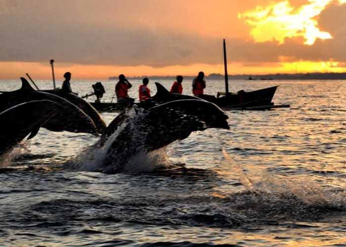 Dolphin Watching - Full Day Tours in Bali